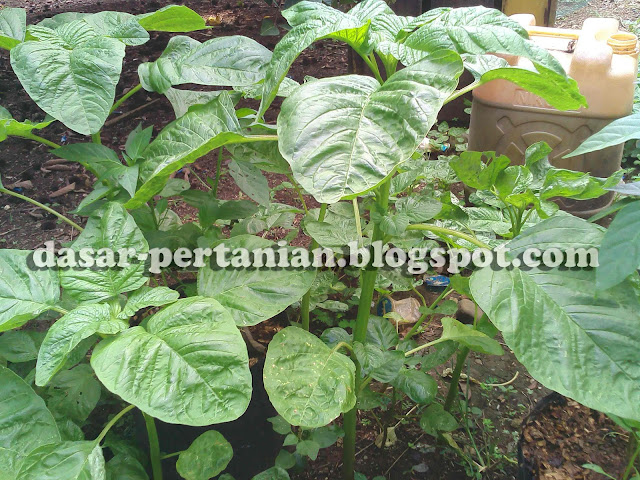  Budidaya sayuran menyerupai bayam memang sangat gampang dan semua orang sanggup melakukannya Cara Supaya Tanaman Bayam Tumbuh Subur dan Berdaun Lebar